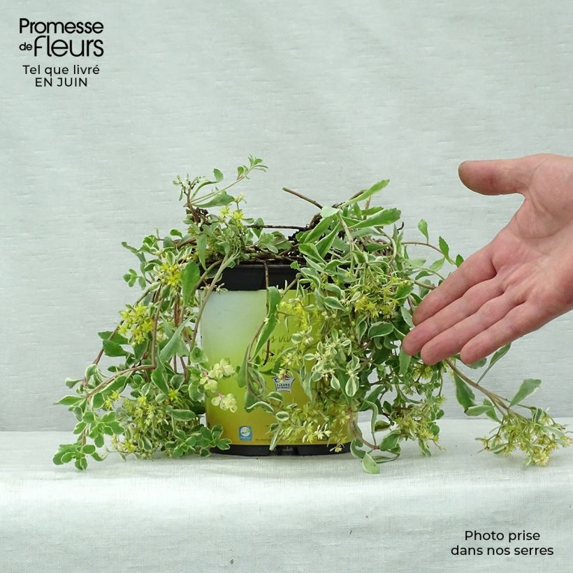 Exemplaar van Sedum kamtschaticum Variegatum - Kamtsjatka-muurpeper Pot van 2 l/3 l zoals geleverd in de zomer