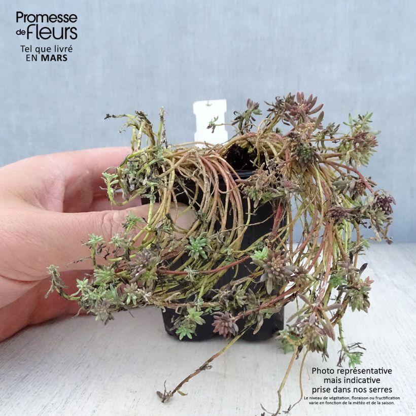 Exemplaar van Sedum lydium Glaucum - Vetkruid Kweekpotje van 8/9 cm zoals geleverd in de lente