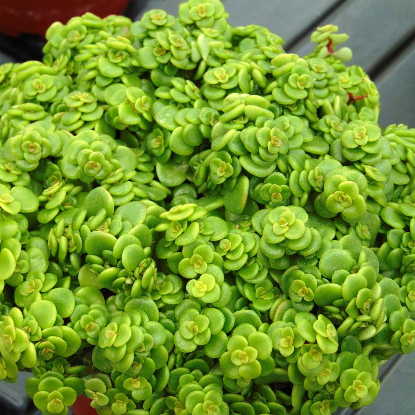 Sedum makinoi Lime - Vetkruid (Blad)
