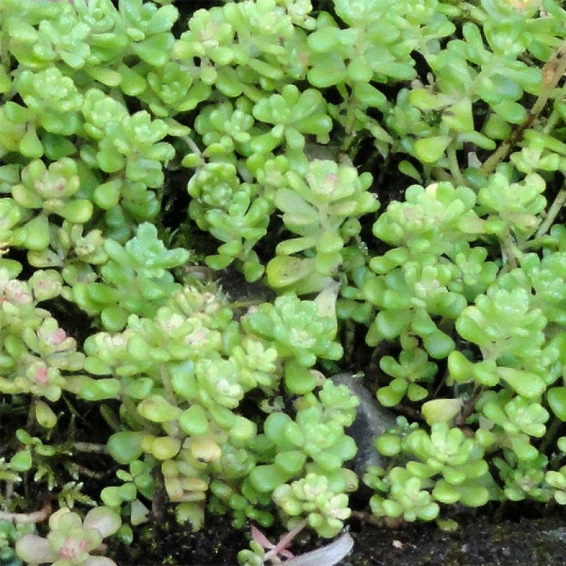 Sedum oreganum - Vetkruid (Blad)