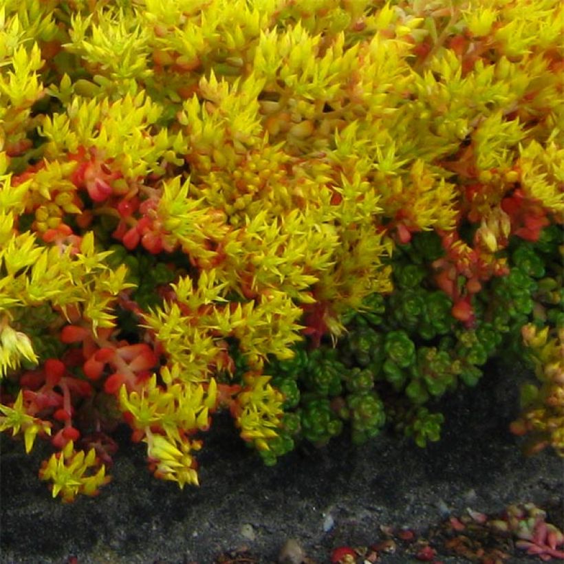 Sedum oreganum - Vetkruid (Groeiplaats)