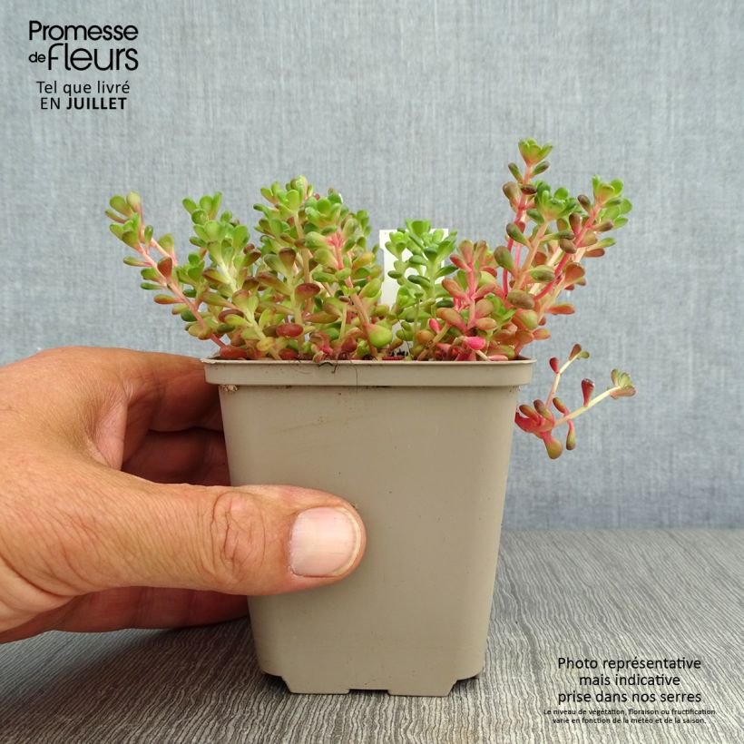 Exemplaar van Sedum oreganum - Vetkruid Kweekpotje van 8/9 cm zoals geleverd in de zomer