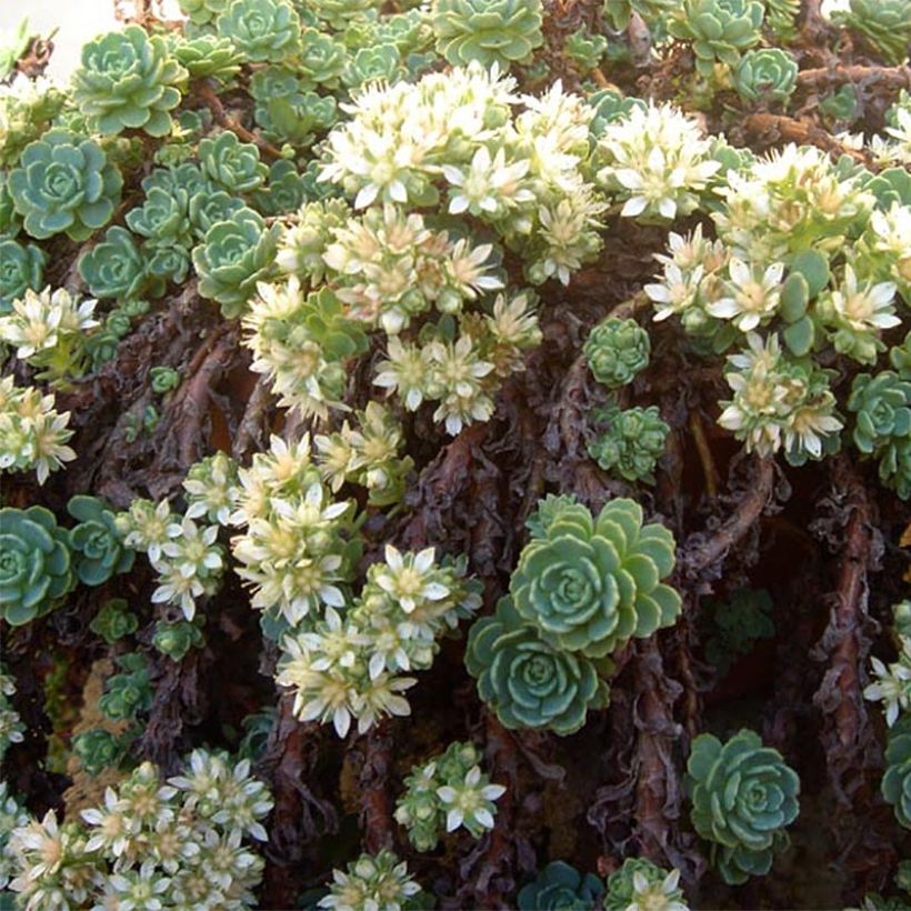 Sedum pachyclados - Vetkruid (Bloei)