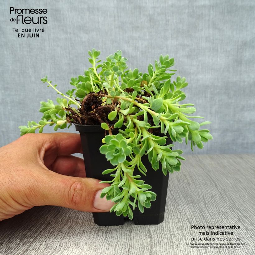Exemplaar van Sedum pachyclados - Vetkruid Kweekpotje van 8/9 cm zoals geleverd in de zomer