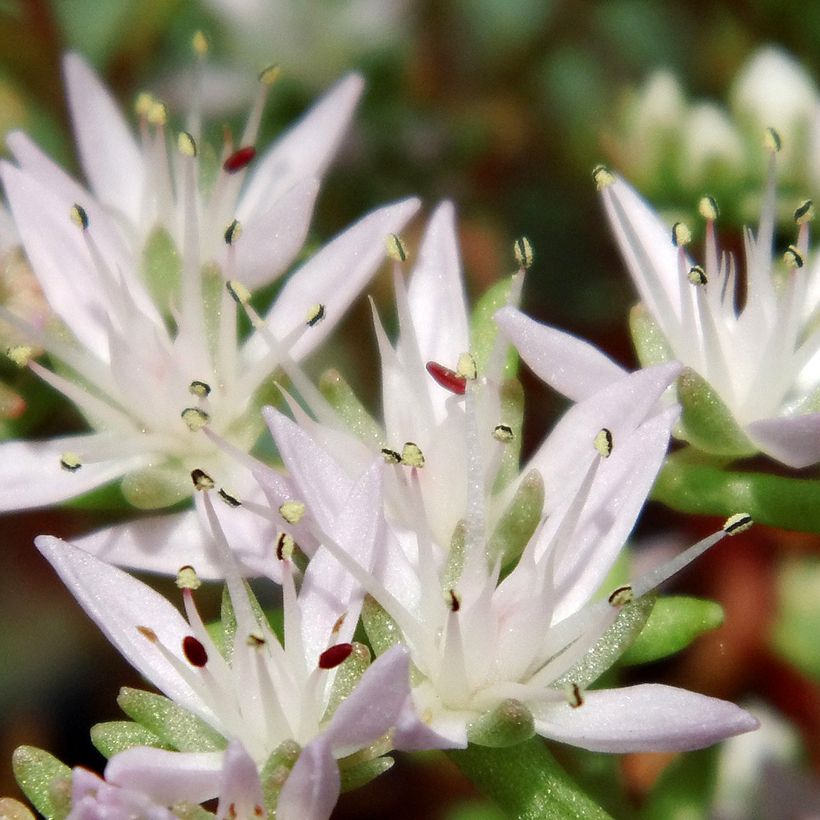 Sedum pulchellum - Vetkruid (Bloei)