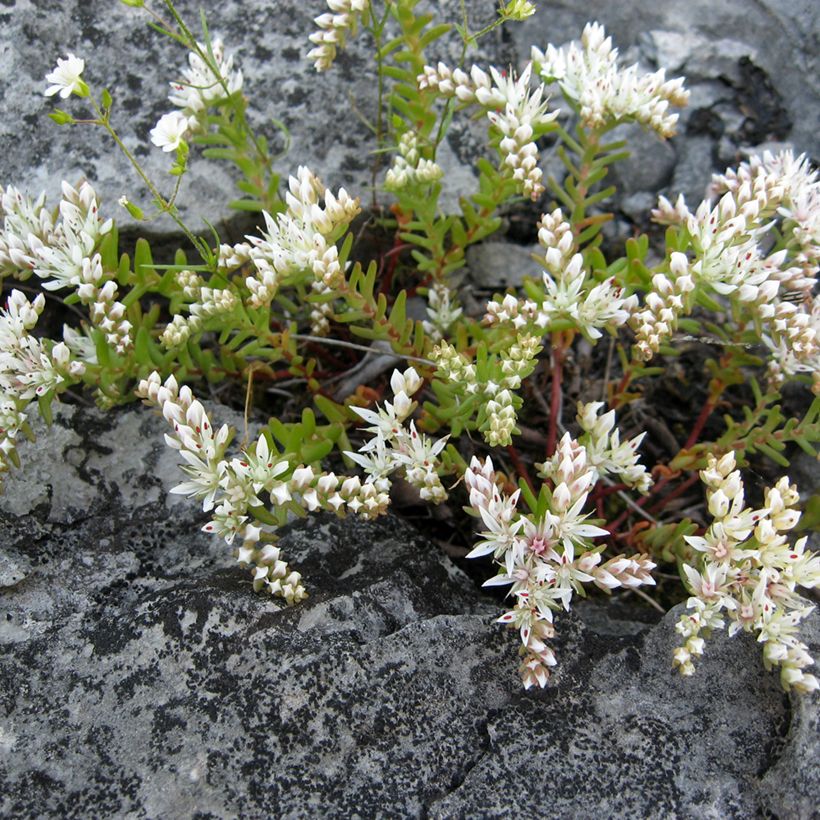 Sedum pulchellum - Vetkruid (Groeiplaats)