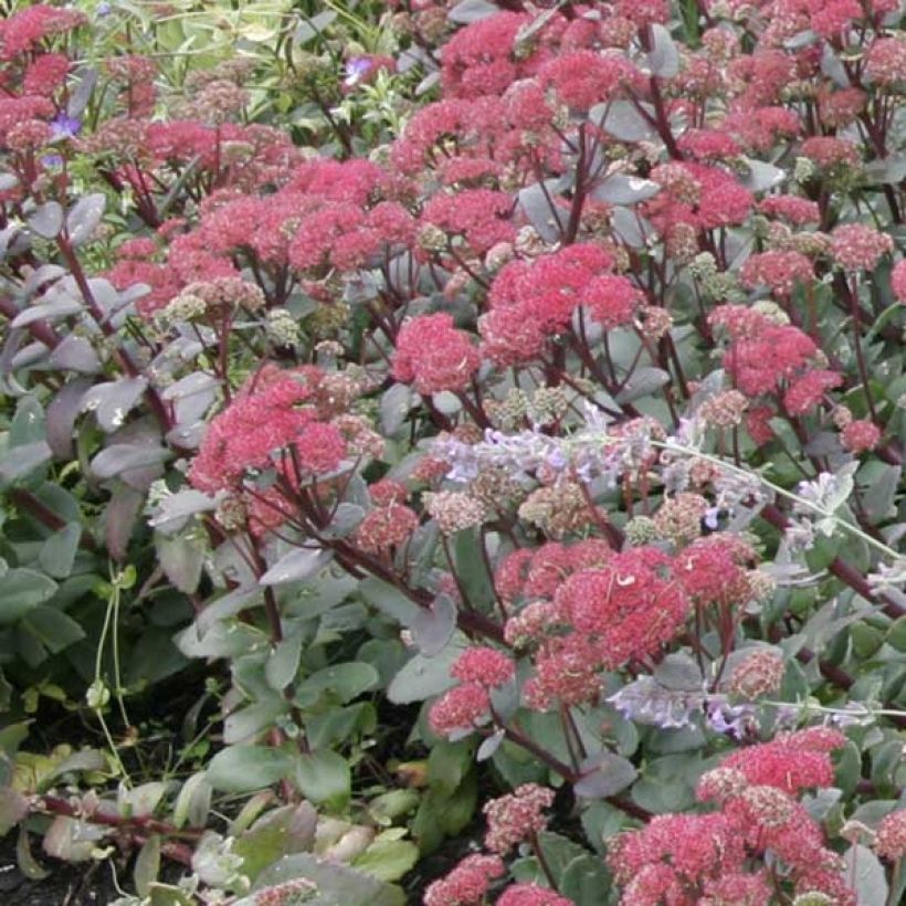 Sedum Red Cauli - Hemelsleutel (Groeiplaats)
