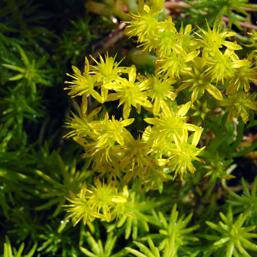 Sedum reflexum Angelina - Tripmadam (Bloei)