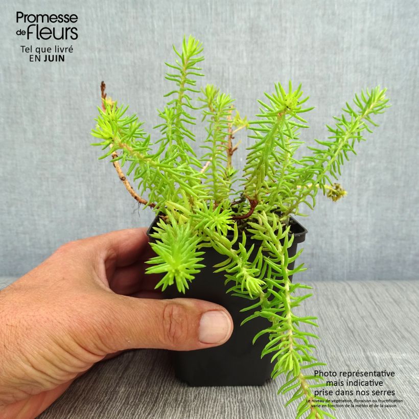 Exemplaar van Sedum reflexum Angelina - Tripmadam Kweekpotje van 8/9 cm zoals geleverd in de zomer