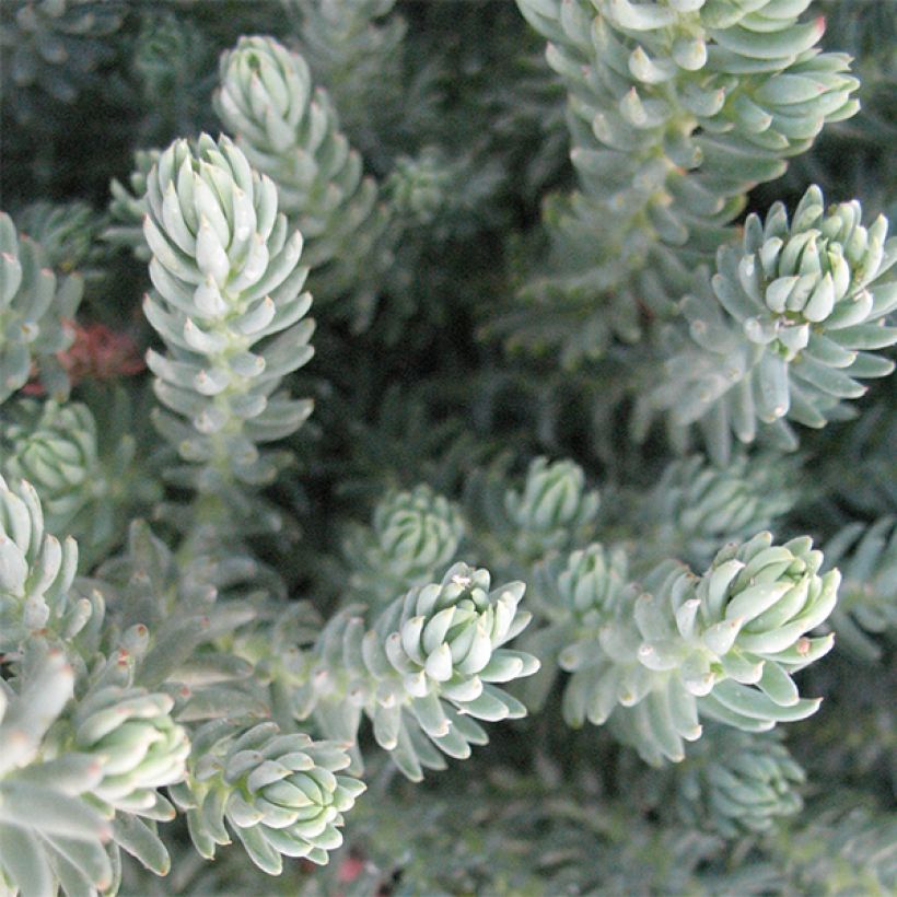 Sedum reflexum Blue Spruce (Blad)