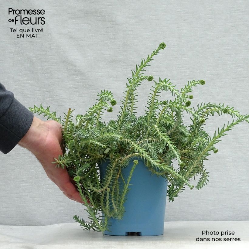 Exemplaar van Sedum reflexum Blue Spruce Pot van 2 l/3 l zoals geleverd in de lente