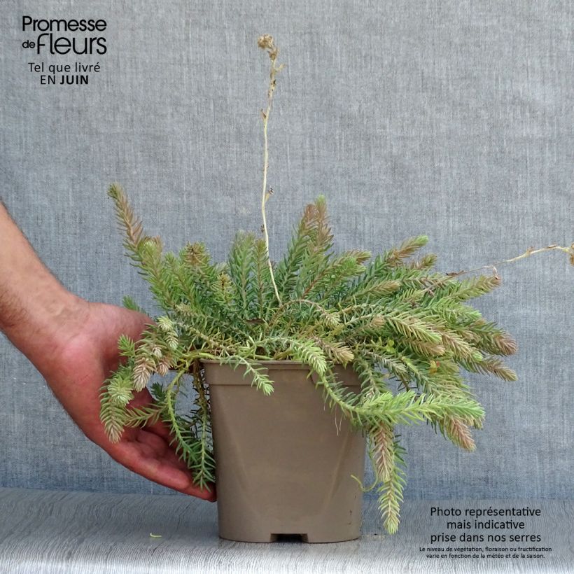 Exemplaar van Sedum reflexum Blue Spruce Pot van 2 l/3 l zoals geleverd in de zomer