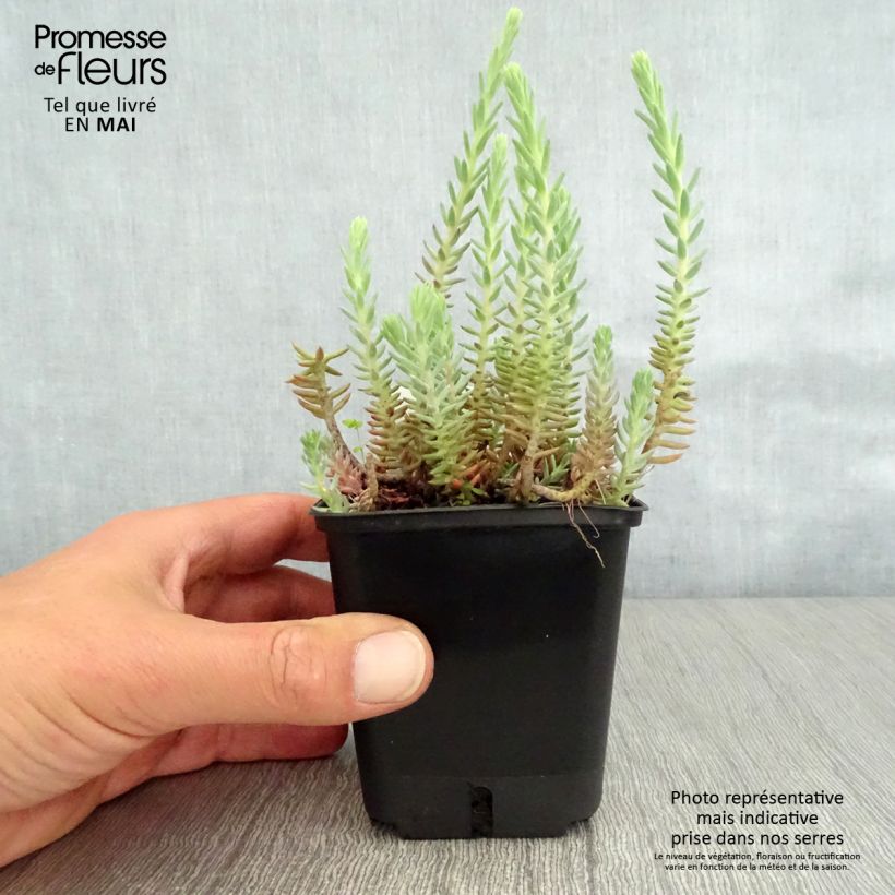 Exemplaar van Sedum reflexum - Tripmadam Kweekpotje van 8/9 cm zoals geleverd in de lente