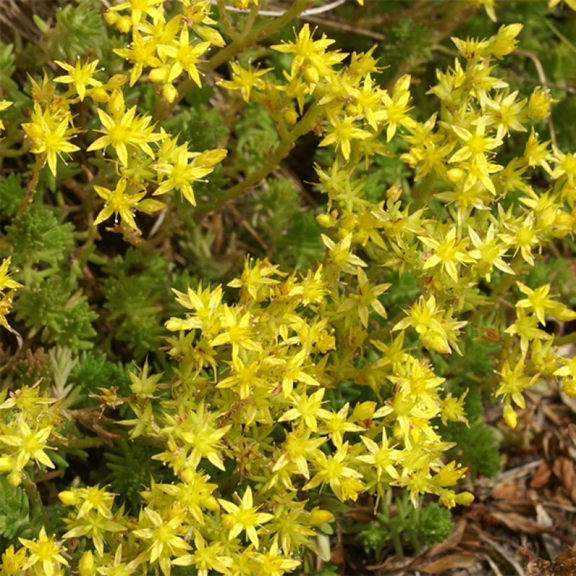 Sedum sexangulare - Zacht vetkruid (Bloei)