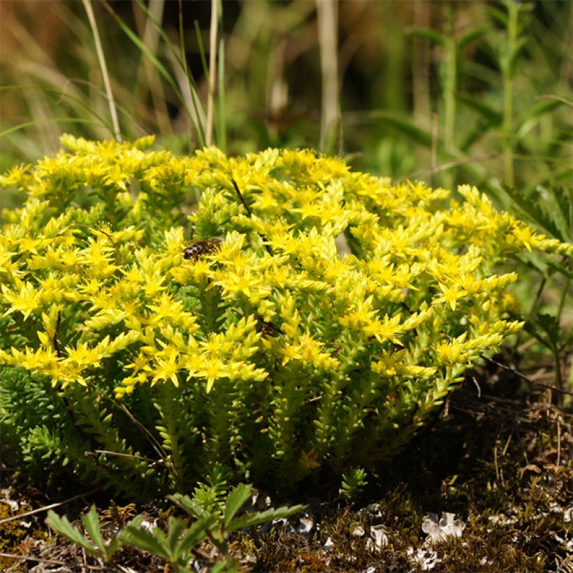 Sedum sexangulare - Zacht vetkruid (Groeiplaats)