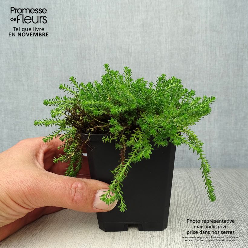 Exemplaar van Sedum sexangulare - Zacht vetkruid Kweekpotje van 8/9 cm zoals geleverd in de herfst