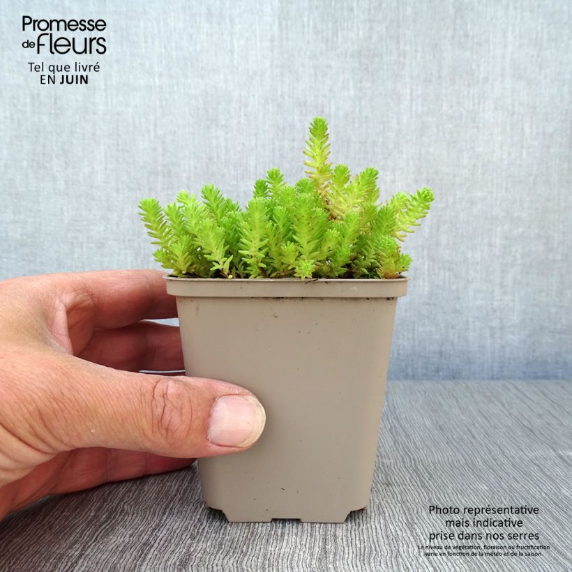 Exemplaar van Sedum sexangulare - Zacht vetkruid Kweekpotje van 8/9 cm zoals geleverd in de zomer