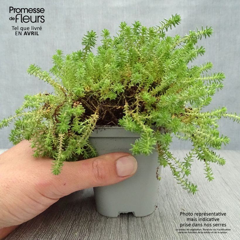 Exemplaar van Sedum sexangulare - Zacht vetkruid Kweekpotje van 8/9 cm zoals geleverd in de lente