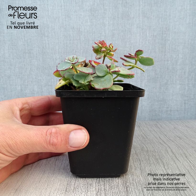 Exemplaar van Sedum sieboldii - Vetkruid Kweekpotje van 8/9 cm zoals geleverd in de herfst