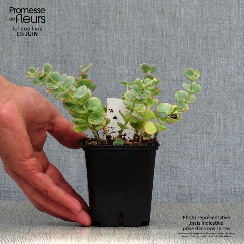 Exemplaar van Sedum sieboldii - Vetkruid Kweekpotje van 8/9 cm zoals geleverd in de zomer