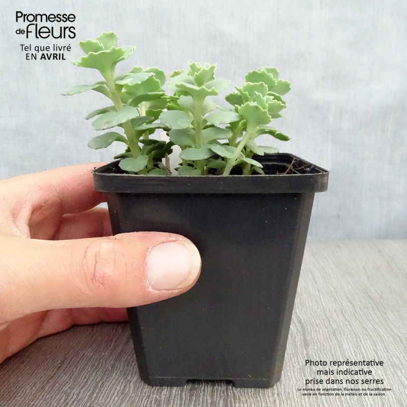 Example of Sedum sieboldii - Vetkruid Kweekpotje van 8/9 cm as you get in printemps