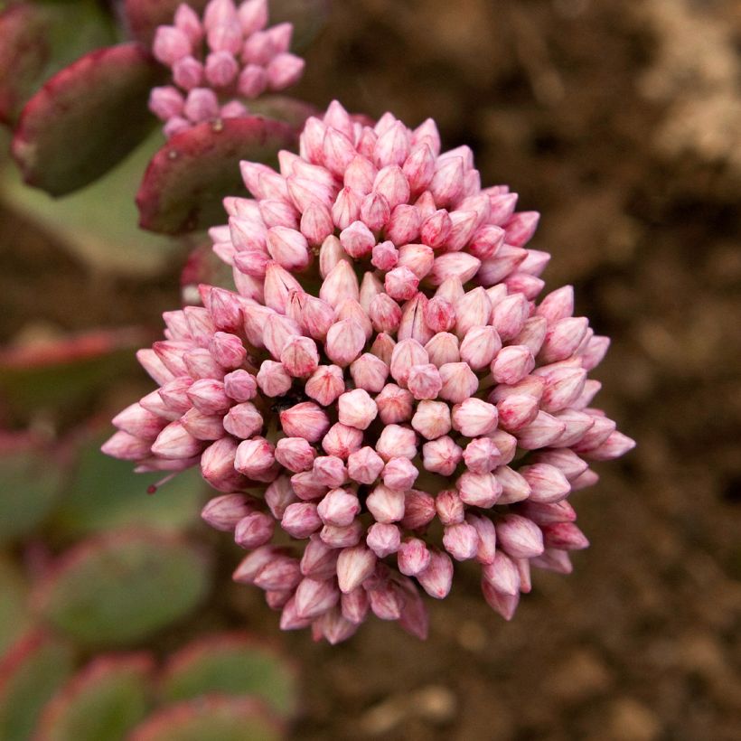 Sedum sieboldii - Vetkruid (Flowering)