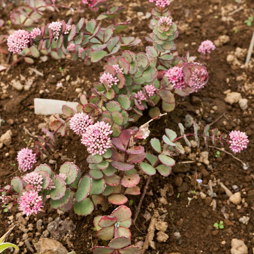 Sedum sieboldii - Vetkruid (Plant habit)