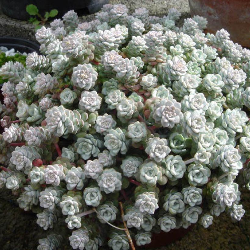 Sedum spathulifolium Cape Blanco - Vetkruid (Groeiplaats)