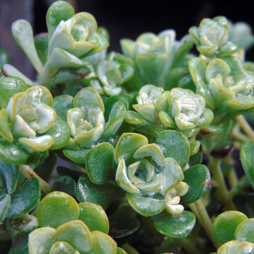 Sedum spathulifolium Cape Blanco - Vetkruid (Blad)