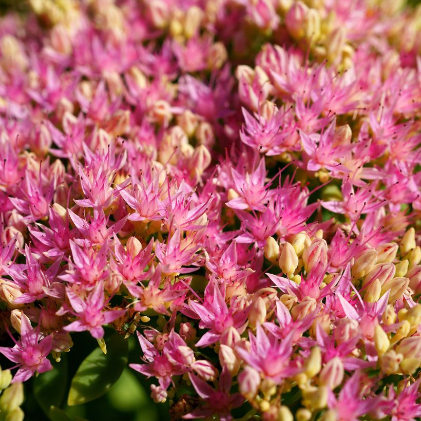 Sedum spectabile Brilliant - Hemelsleutel (Bloei)