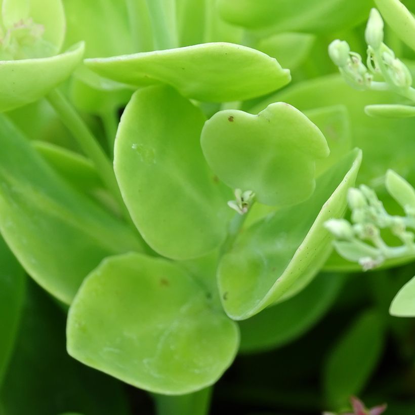 Sedum spectabile Brilliant - Hemelsleutel (Blad)
