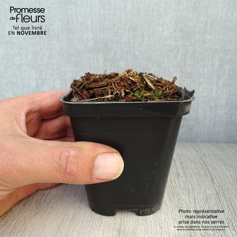 Exemplaar van Sedum spectabile Carl - Hemelsleutel Kweekpotje van 8/9 cm zoals geleverd in de herfst