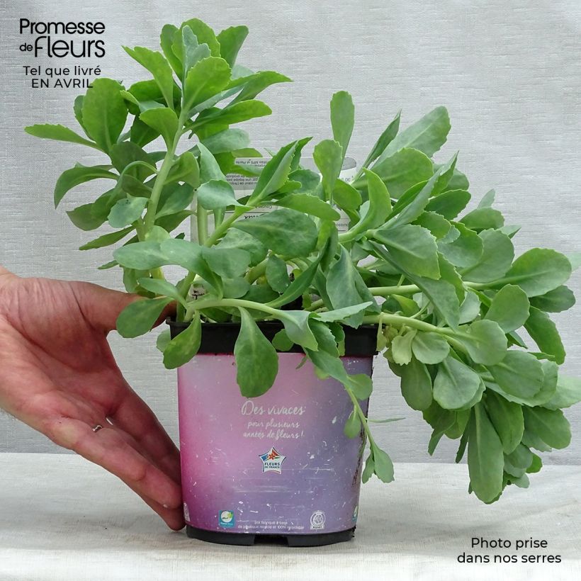 Exemplaar van Sedum spectabile Carl - Hemelsleutel Pot van 2 l/3 l zoals geleverd in de lente