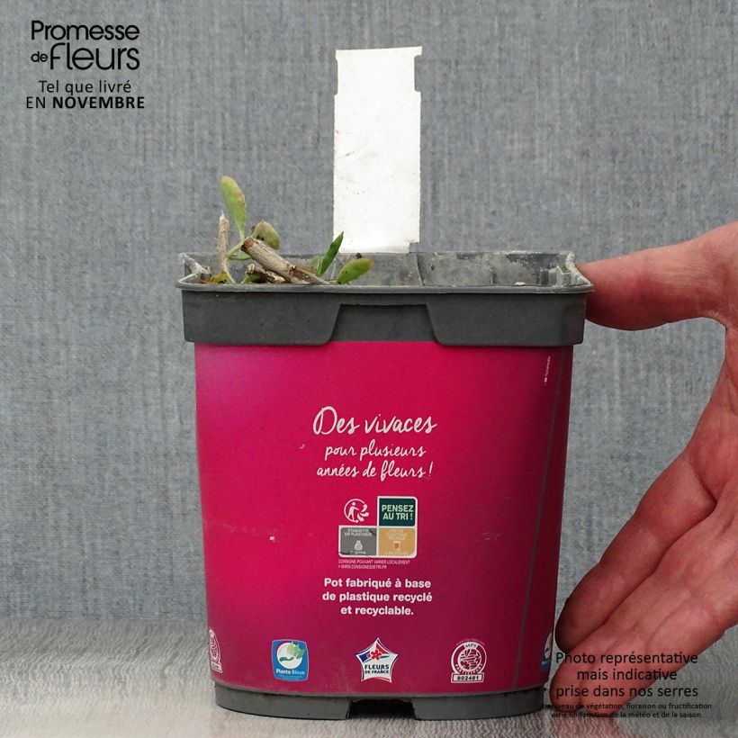 Exemplaar van Sedum spectabile Carl - Hemelsleutel Pot van 2 l/3 l zoals geleverd in de herfst