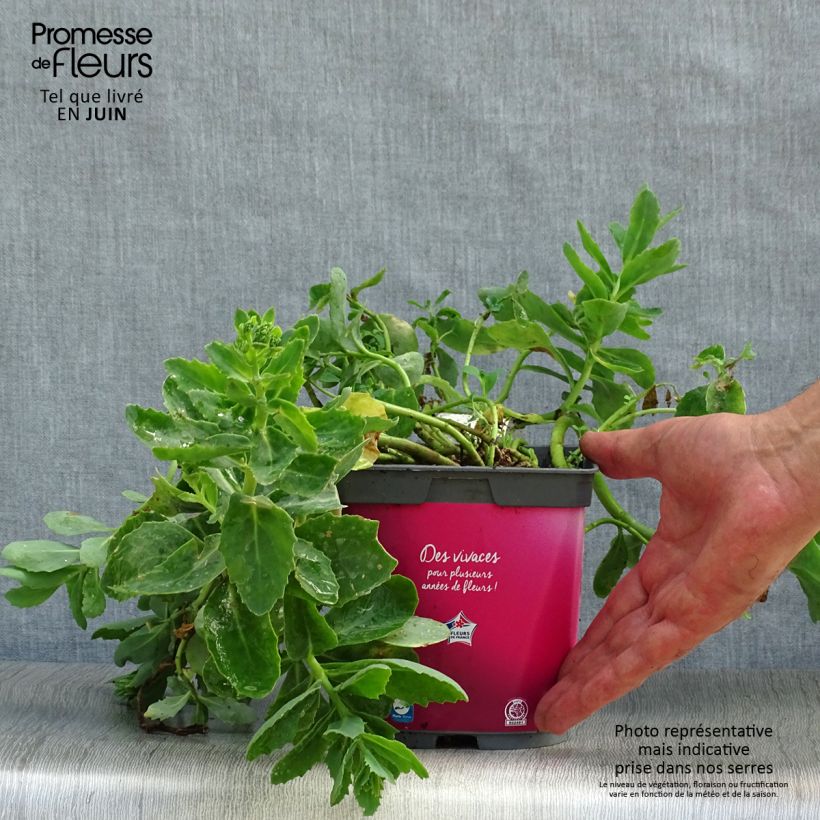 Exemplaar van Sedum spectabile Carl - Hemelsleutel Pot van 2 l/3 l zoals geleverd in de zomer