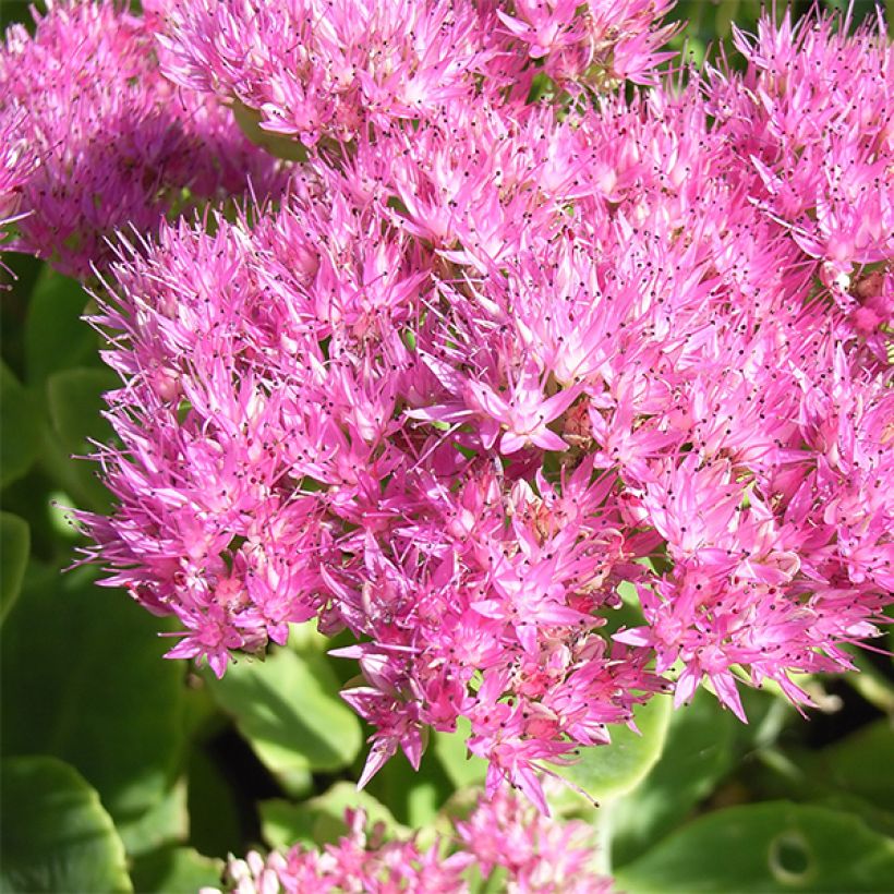 Sedum spectabile Carmen - Hemelsleutel (Bloei)