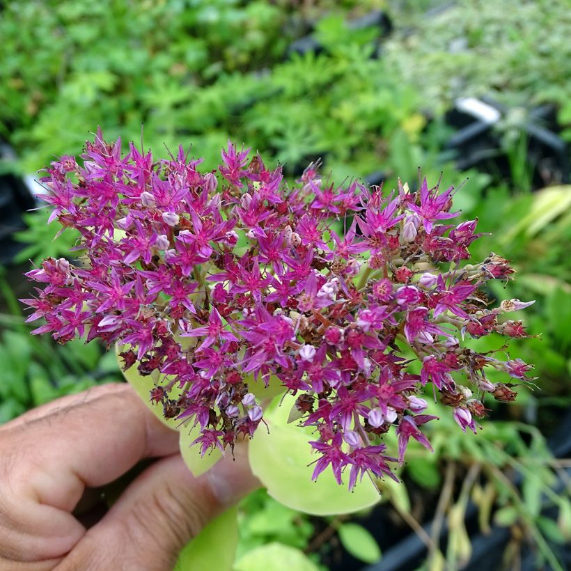Sedum spectabile Meteor - Hemelsleutel (Bloei)