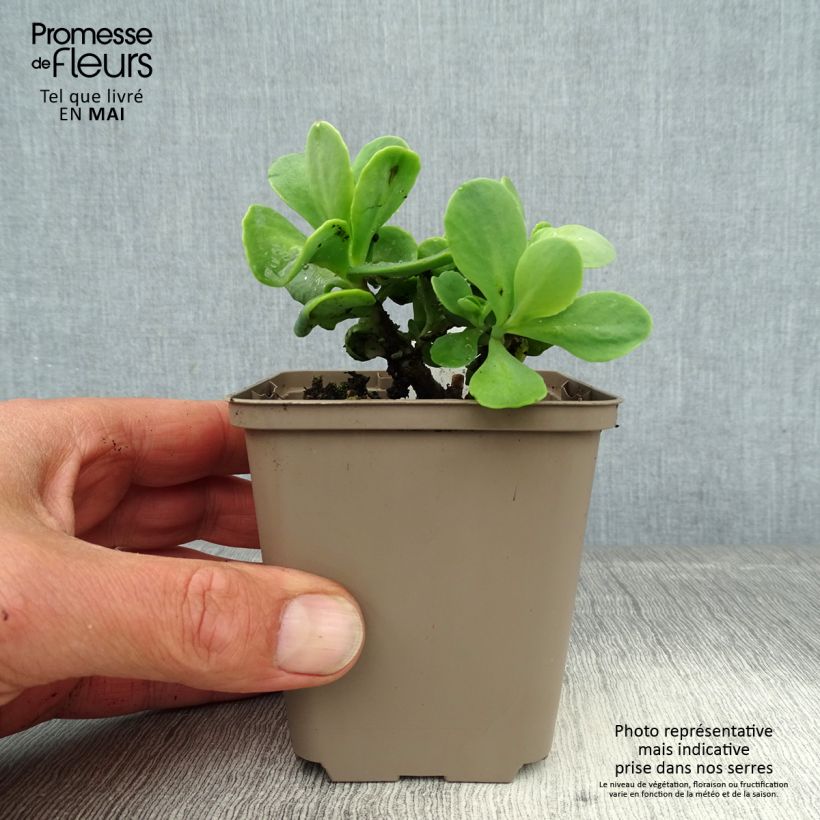 Exemplaar van Sedum spectabile Meteor - Hemelsleutel Kweekpotje van 8/9 cm zoals geleverd in de lente