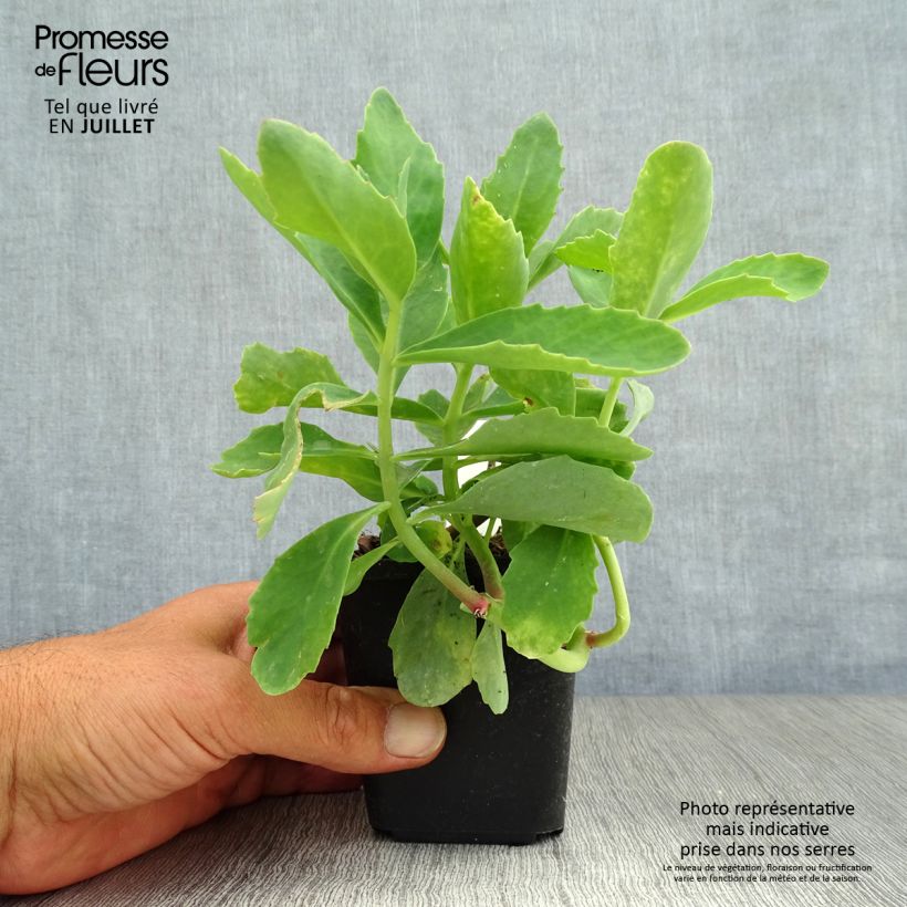 Exemplaar van Sedum spectabile Septemberglut - Hemelsleutel Kweekpotje van 8/9 cm zoals geleverd in de zomer