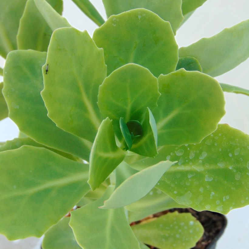 Sedum spectabile Stardust - Hemelsleutel (Blad)