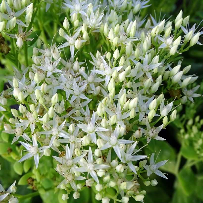 Sedum spectabile Stardust - Hemelsleutel (Bloei)
