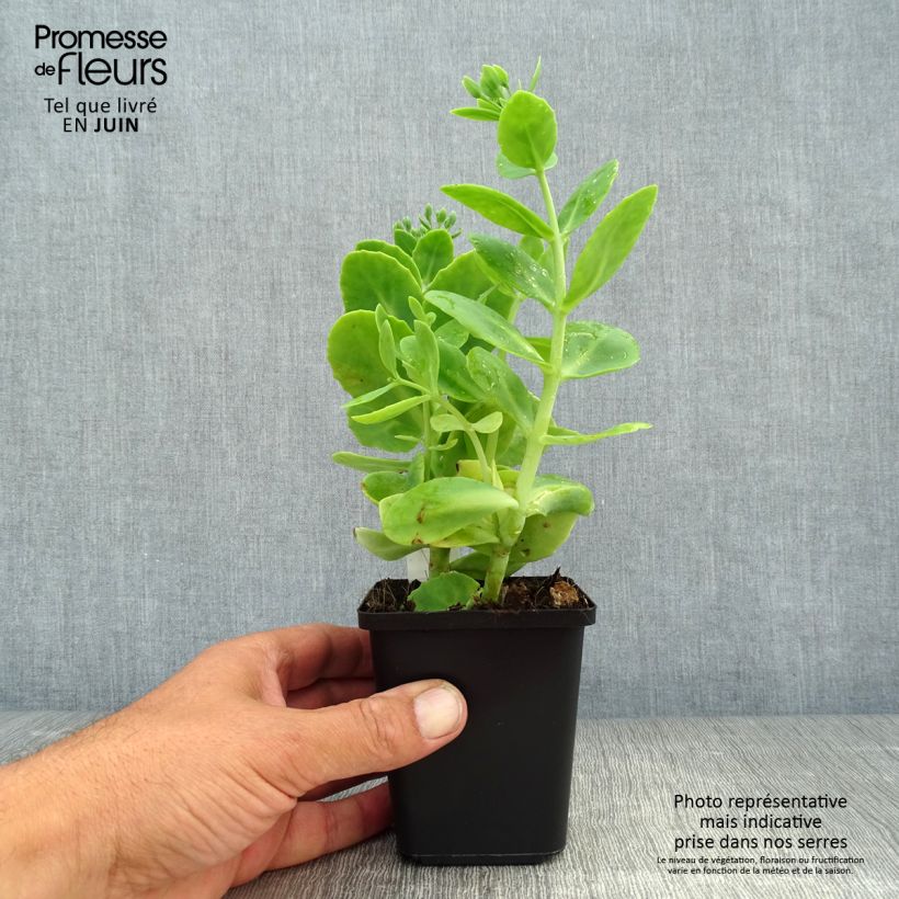 Exemplaar van Sedum spectabile Stardust - Hemelsleutel Kweekpotje van 8/9 cm zoals geleverd in de zomer