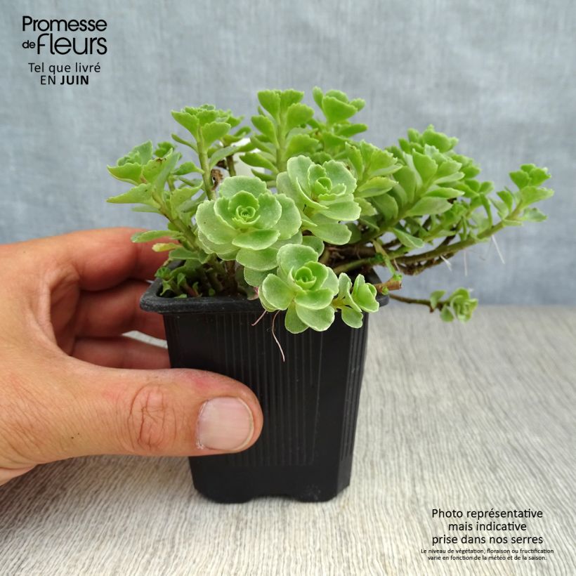 Exemplaar van Sedum spurium Album Superbum - Roze vetkruid Kweekpotje van 8/9 cm zoals geleverd in de zomer