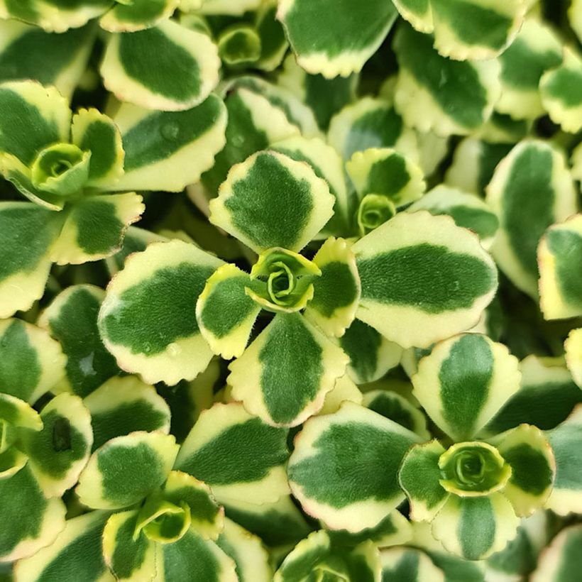 Sedum spurium Little Gecko - Roze vetkruid (Blad)