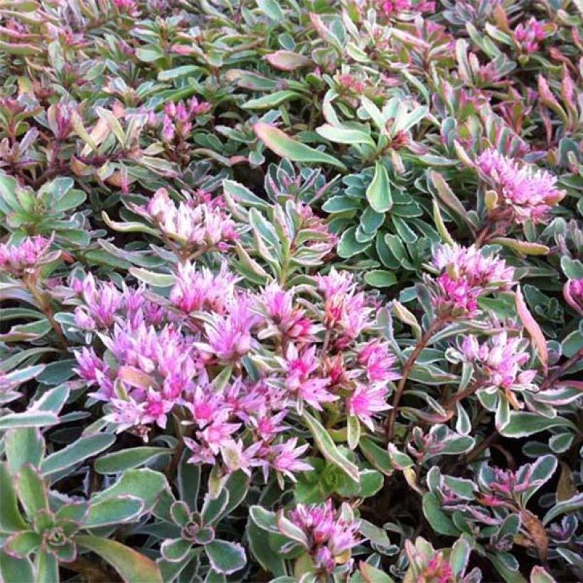 Sedum spurium Variegatum - Roze vetkruid (Bloei)