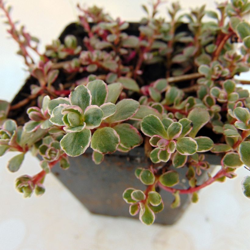 Sedum spurium Variegatum - Roze vetkruid (Blad)