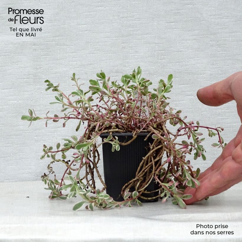 Exemplaar van Sedum spurium Variegatum - Roze vetkruid Kweekpotje van 8/9 cm zoals geleverd in de lente