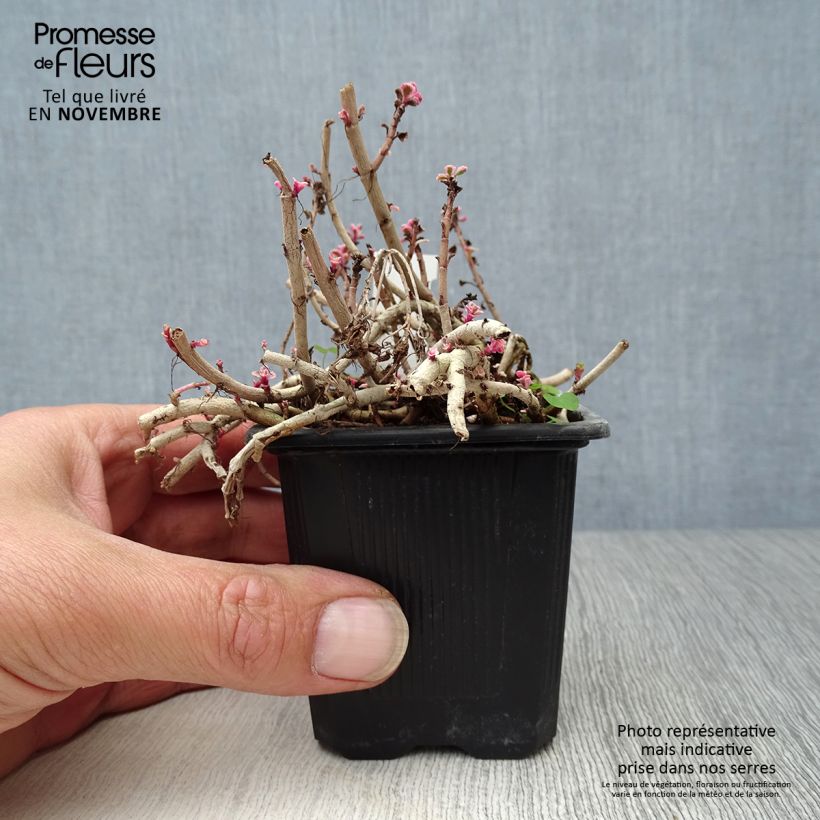 Exemplaar van Sedum spurium Variegatum - Roze vetkruid Kweekpotje van 8/9 cm zoals geleverd in de herfst