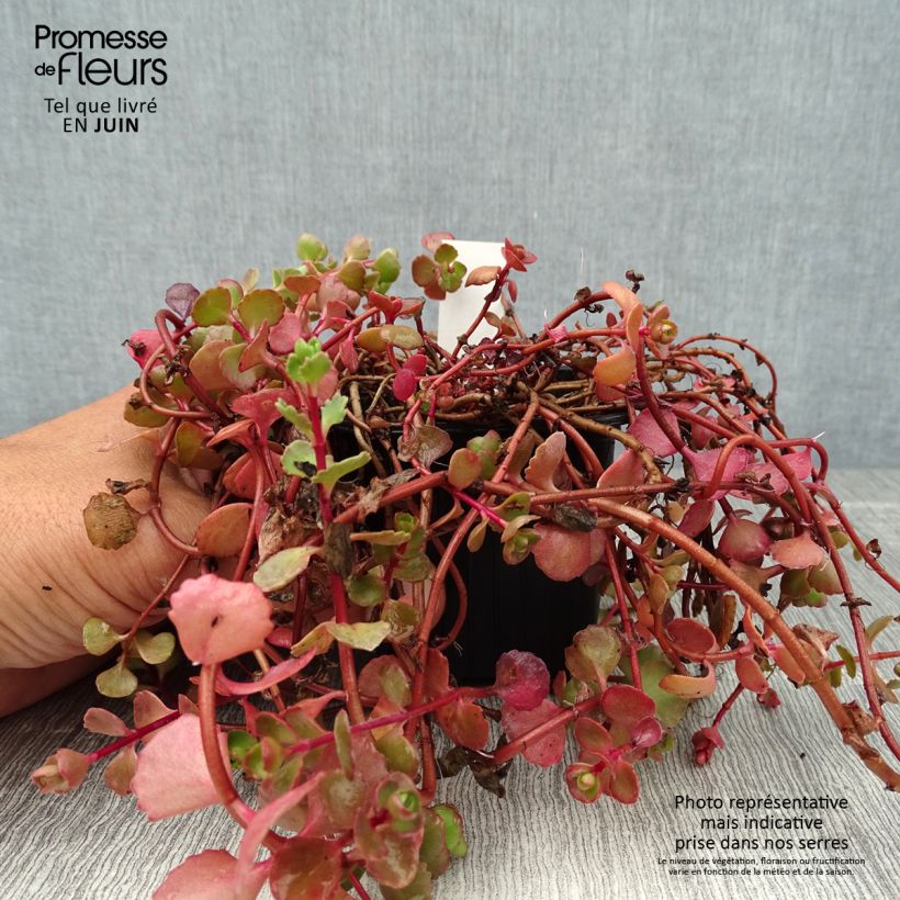Exemplaar van Sedum spurium Woodoo - Roze vetkruid Kweekpotje van 8/9 cm zoals geleverd in de zomer