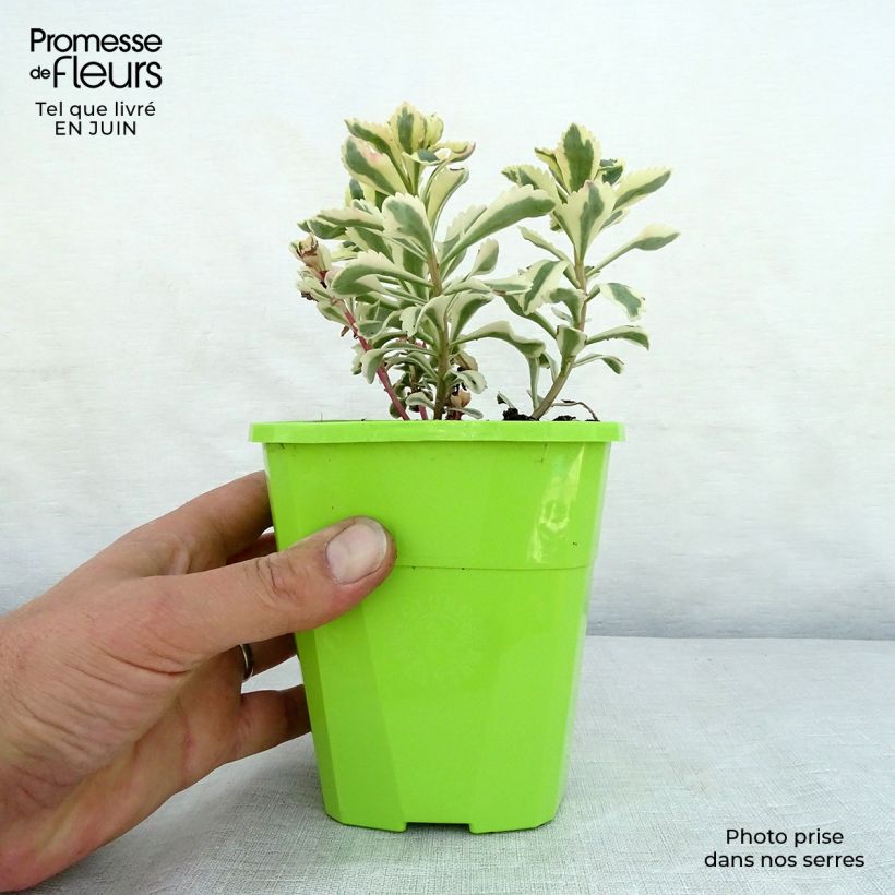 Exemplaar van Sedum takesimense Atlantis - Orpin bont Pot van 1,5 l/2 l zoals geleverd in de zomer